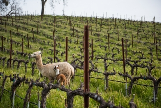 Alpacas