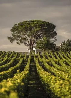 Bodegas Caro