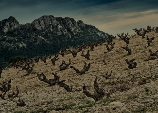 Bodegas El Nido