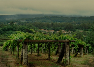 Lagar da Condesa vineyard