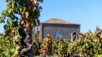 Palmento Costanzo vineyard