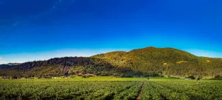 Taub Family Vineyards