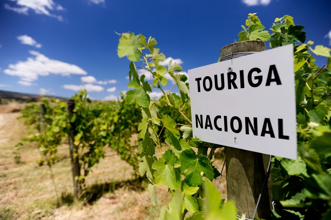 Vineyard Sign