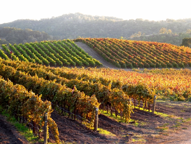 Autumn Vineyard