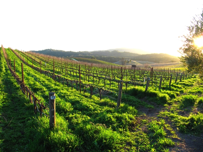 Winter Vineyard