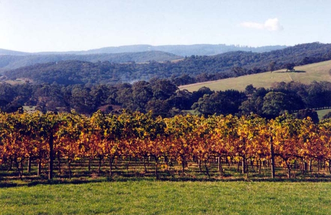 Fall Vineyard