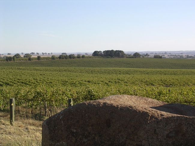 Spring Vineyard