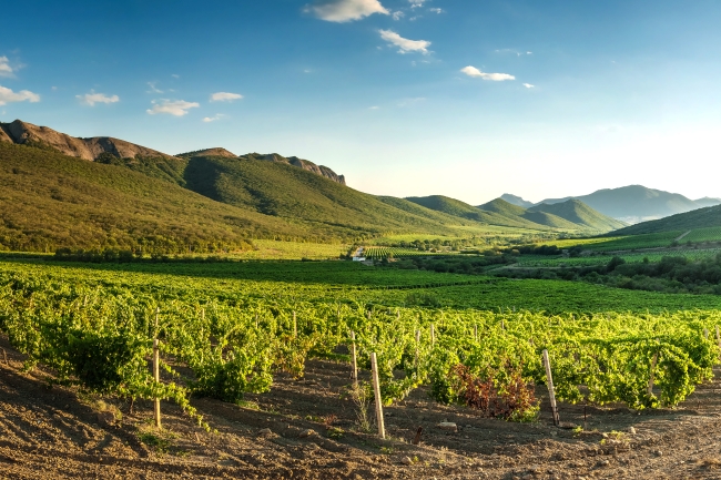 Summer Vineyard