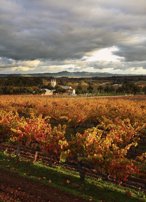 Fall Vineyard2