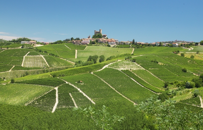 Spring Vineyard