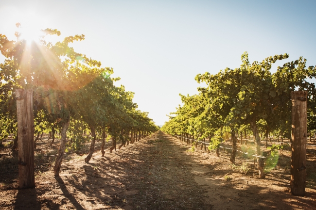 Prohibition Vineyard