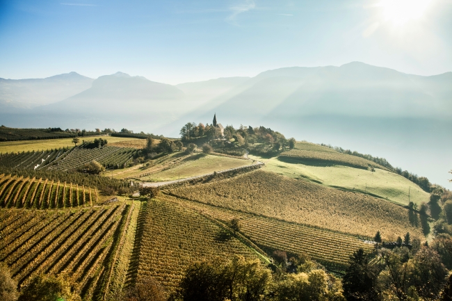 Kurtatsch Vineyards