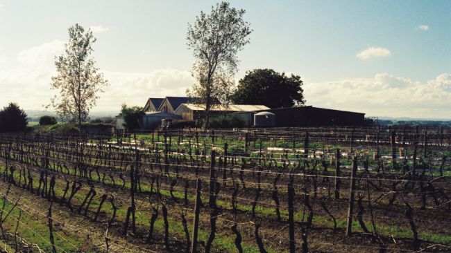 Winter Vineyard