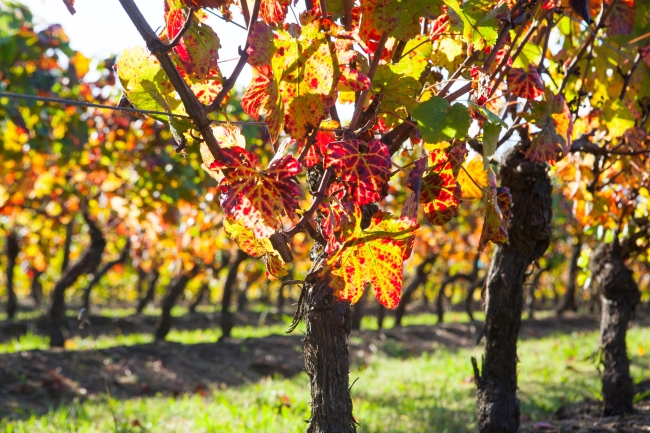 Autumn Vineyard