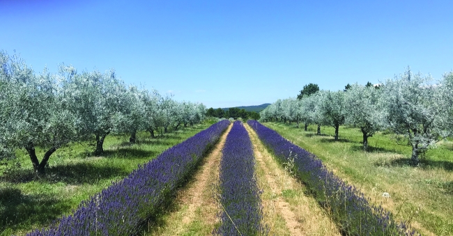 Lavender