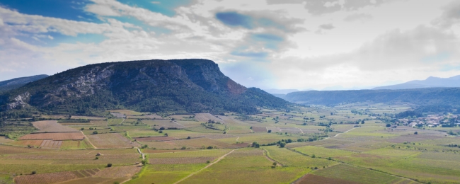 Aerial Vineyards